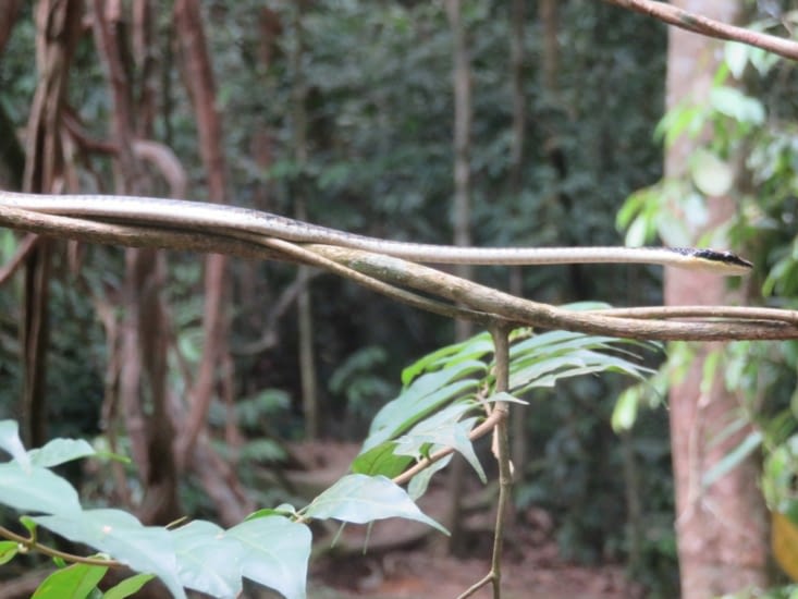 Poison d'avril (mais on est en mai)