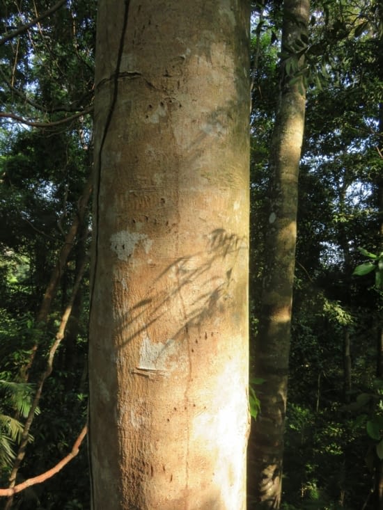 Saurez vous deviner ce que c'est?
