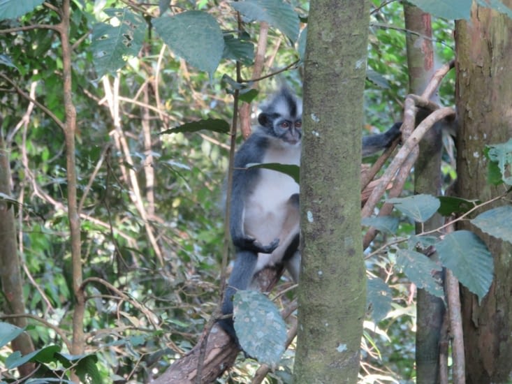 Thoma's Leaf monkey. 7kg adulte. Mignon