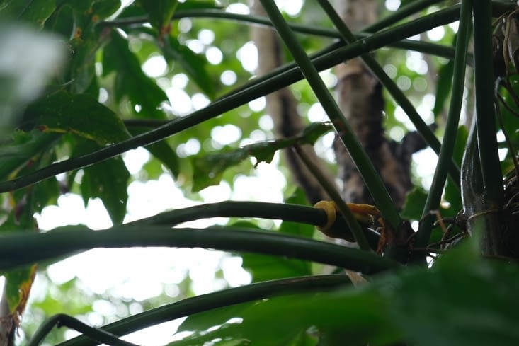 Un petit serpent très venimeux