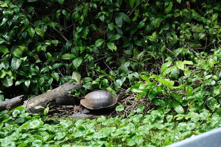 Des petites tortues <3