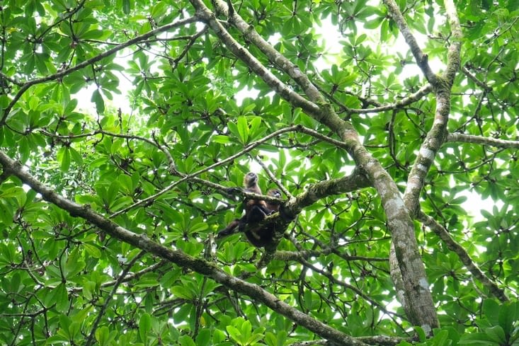 Nos singe hurleurs préférés
