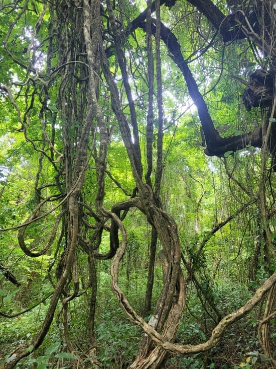 On se balade dans une forêt luxuriante