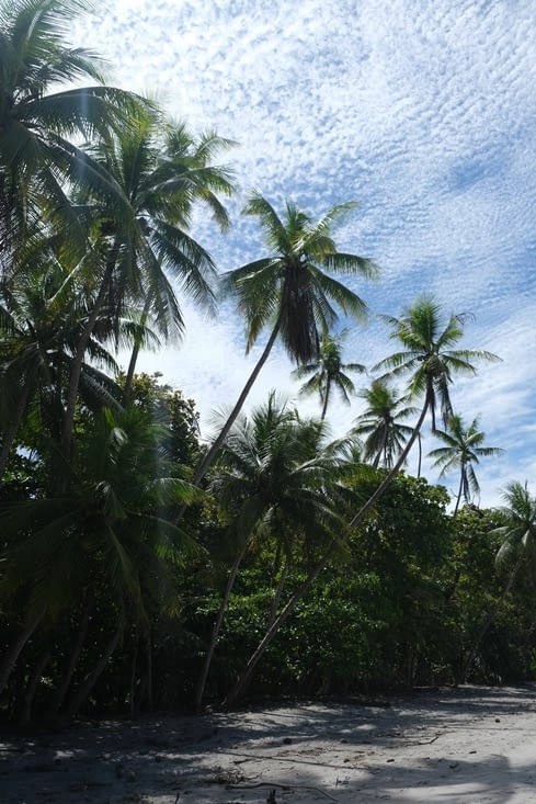 Des palmiers et cocotiers par milliers