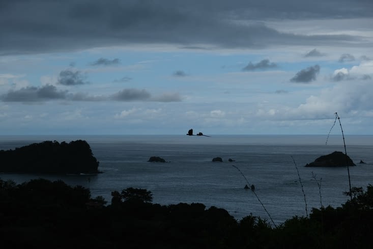 On entend les aras <3 et on les voit