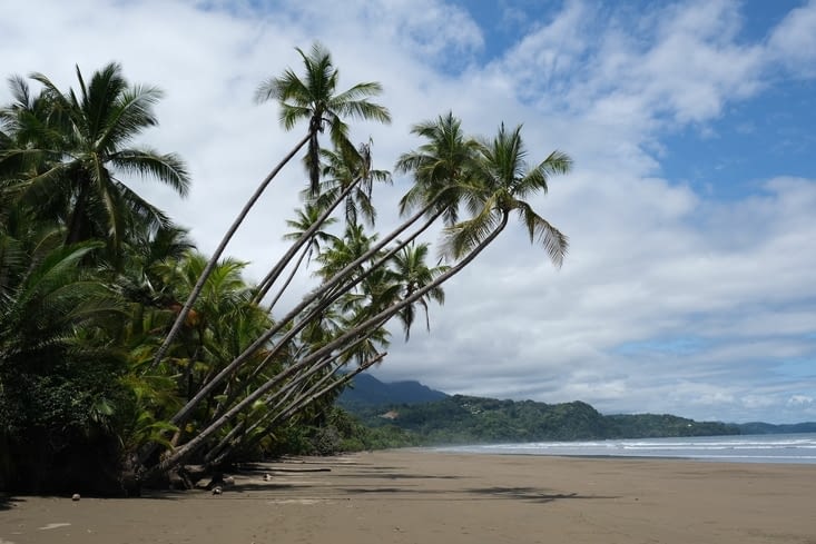 On se pose à l’ombre des jolis palmiers