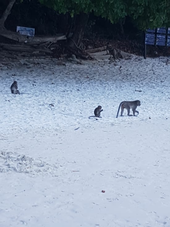 Monkey beach