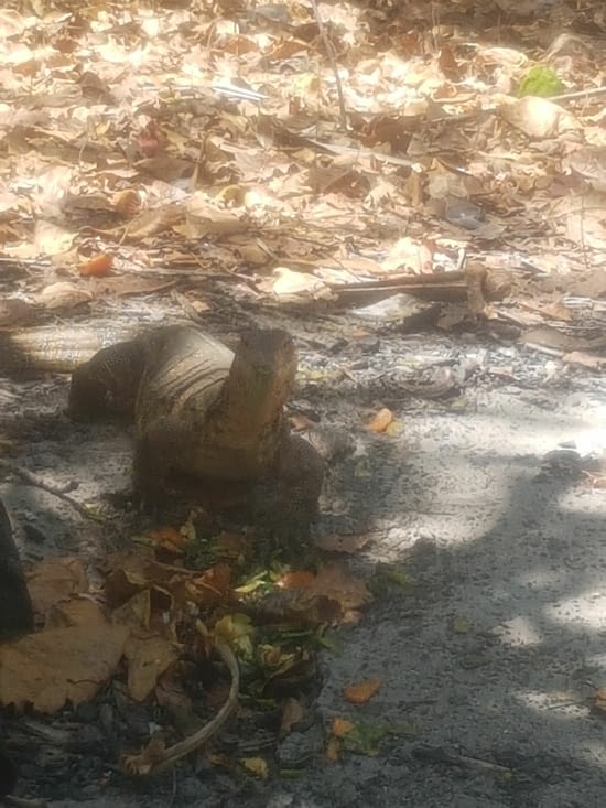 Ce varan a voulu s'inviter à notre repas... merci Yaya de l'avoir fait fuir !