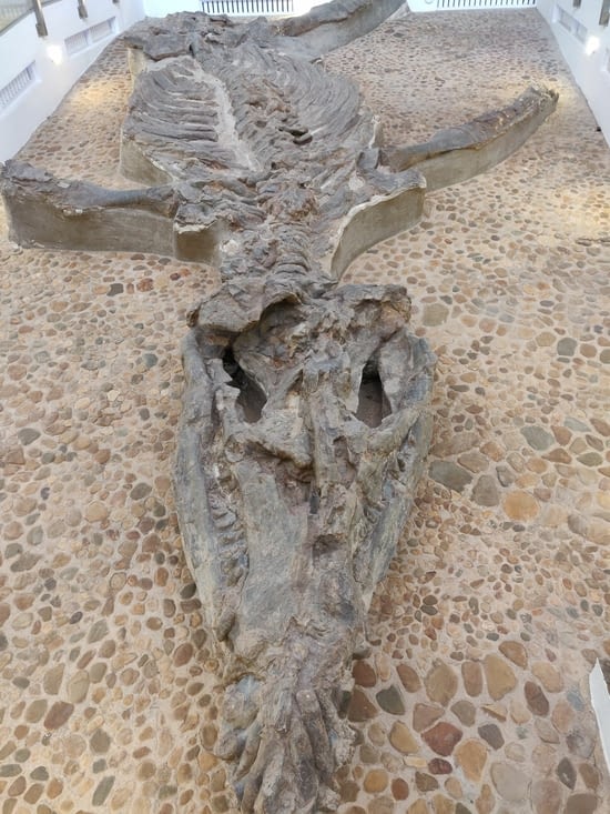 El fossil