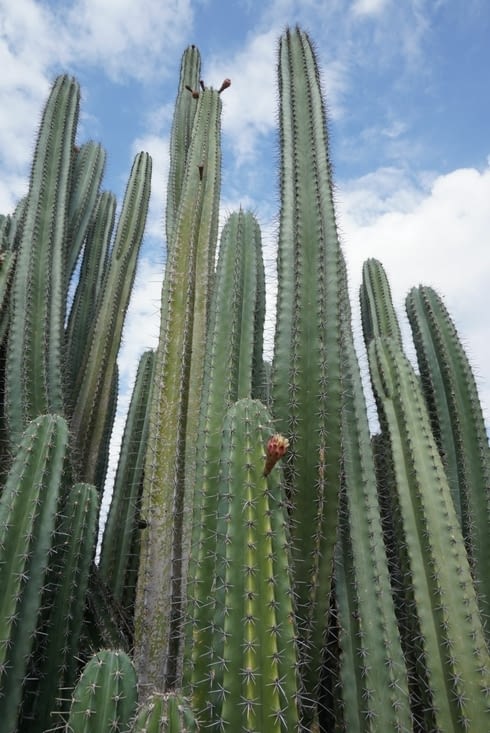 Desierto de la Tatacoa