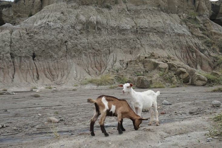 Habitants du désert