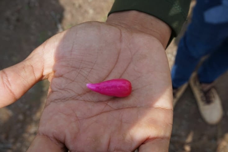 Le fruit du cactus : pitaya