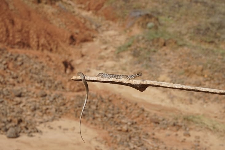 Tout petit serpent... Mais méchant !