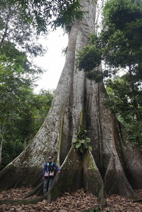 Beaucoup beaucoup de Simons de haut cet arbre...