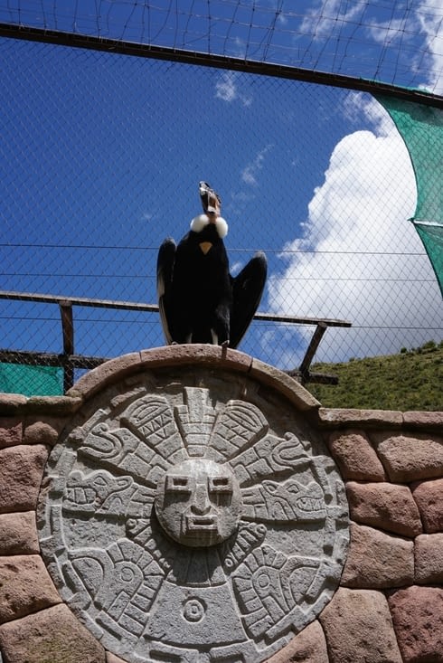 Condor au refuge des animaux