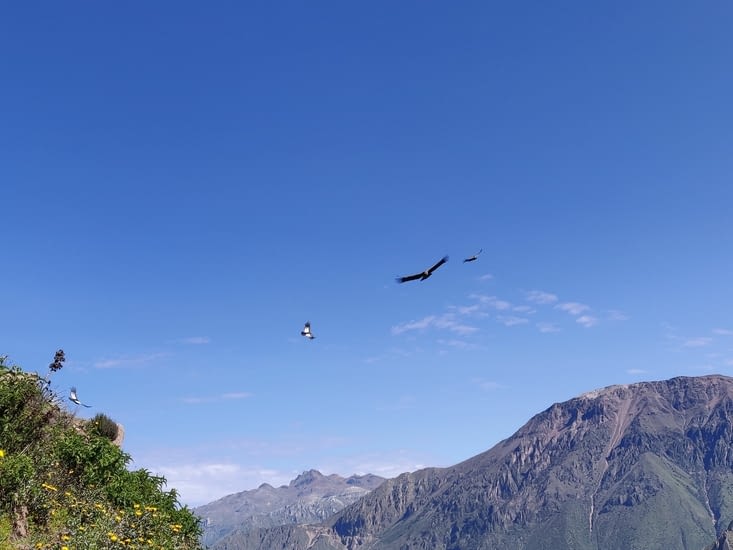 Vol des condors