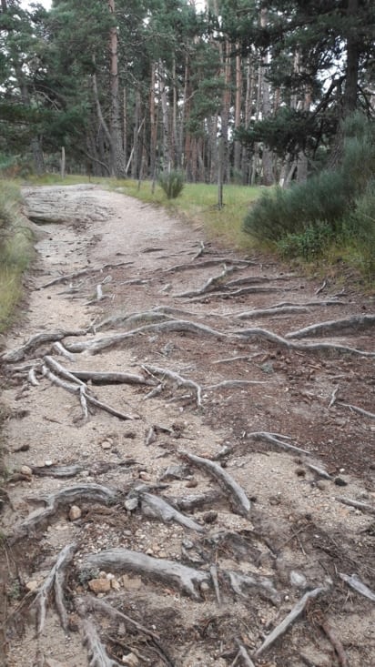 De belles racines nous permettent de monter les marches de la forêt