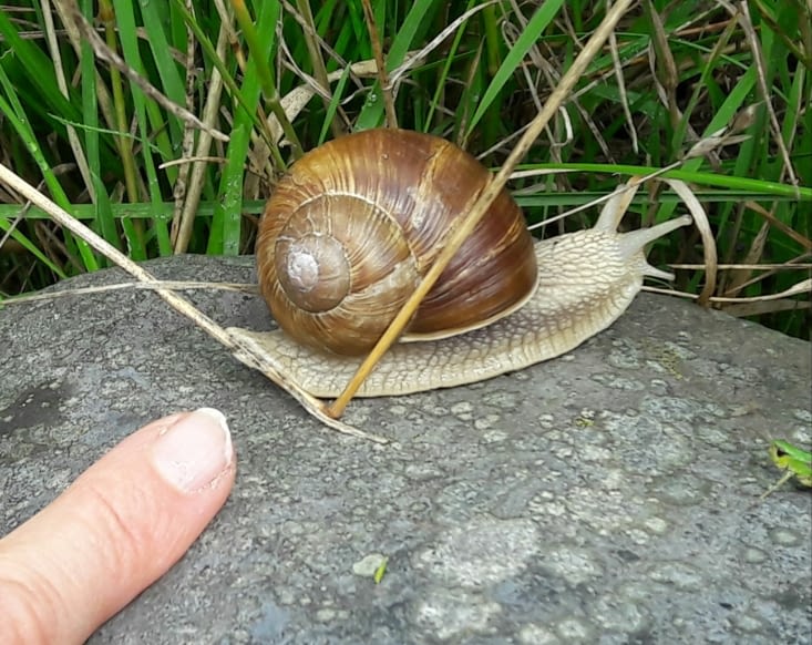 Rencontre avec un escargot de bourgogne taille XXl!