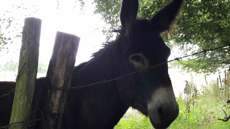 Passage devant l'ane de notre hôte