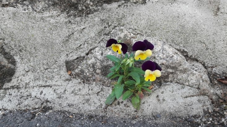 Petites pensées tenaces... Il en reste toujours!