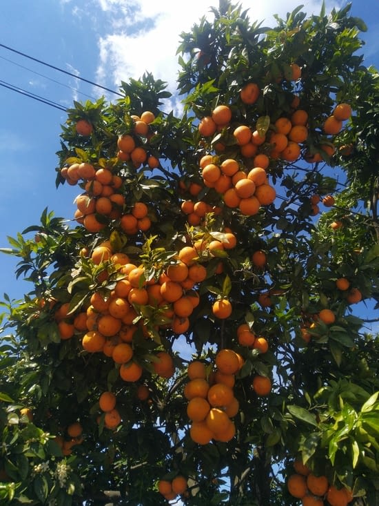 Les orangers qui rythment les paysages au bord des routes