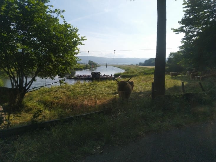 Vaches écossaises le long de la Weser