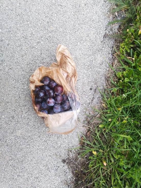 Je récolte des prunes sur la route