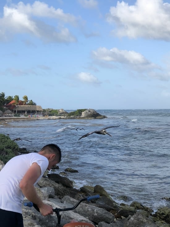 Les pélicans nous rasent !