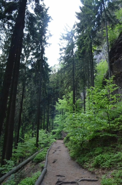 Chemin forestier du Parc national Národní