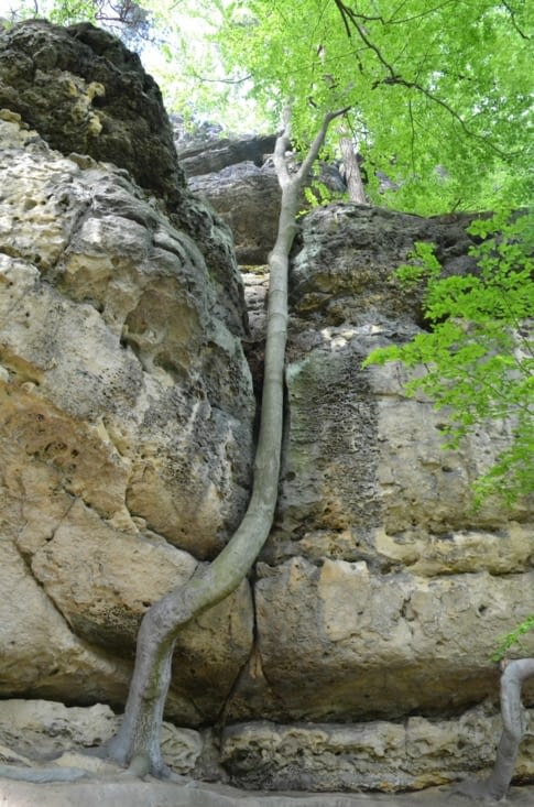 Petit arbre à son rocher, Parc national Národní, Tchéquie