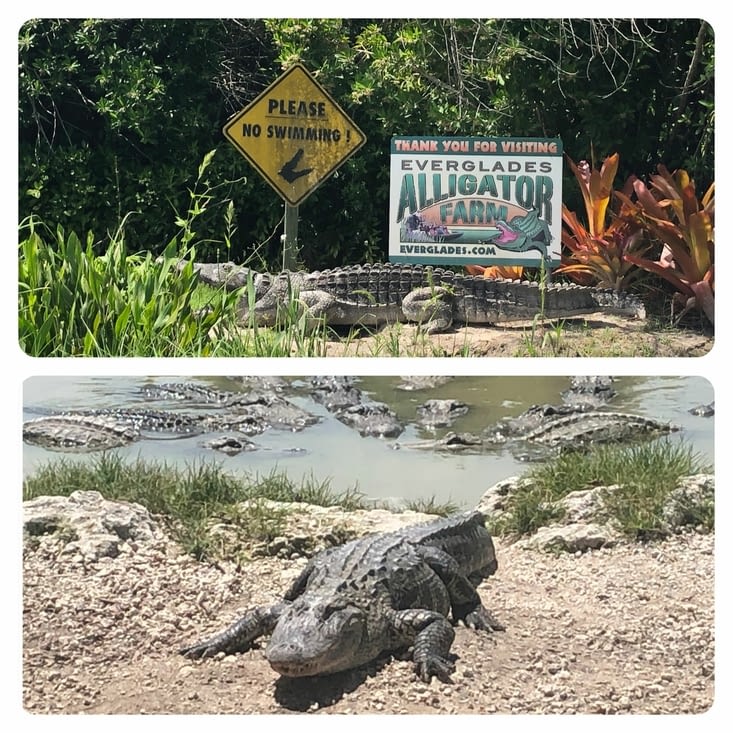 Alligator Farm Erverglades