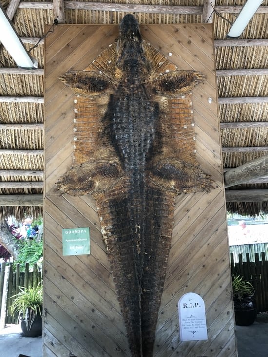 L’alligator américain le plus grand du parc : plus de 4m
