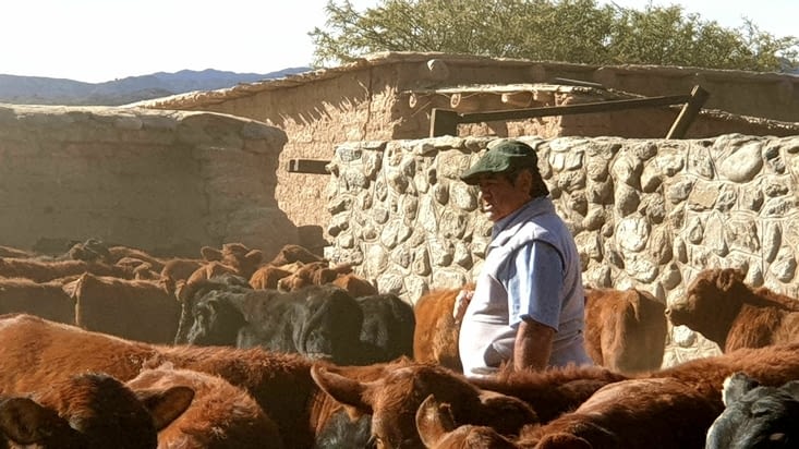 Luis trie les veaux qui seront sélectionnés pour devenir taureaux reproducteurs.