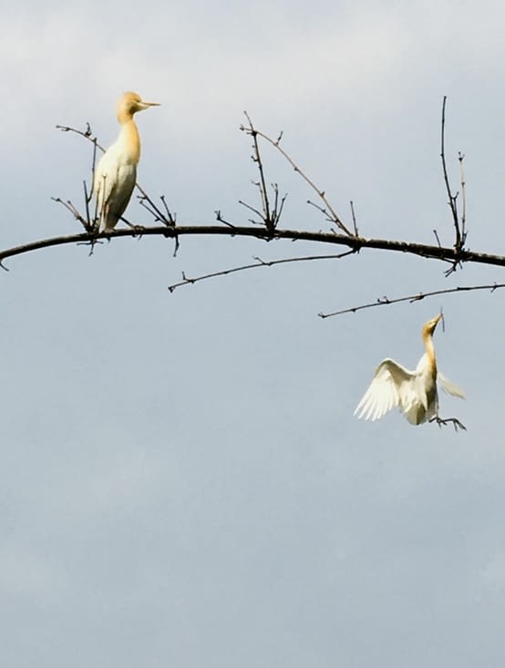 Les oiseaux, lac de Pokhara