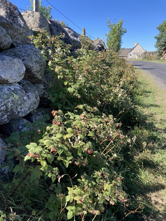 Framboisiers sauvages 😋 on se régale