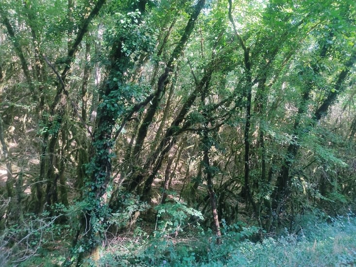 La forêt dense