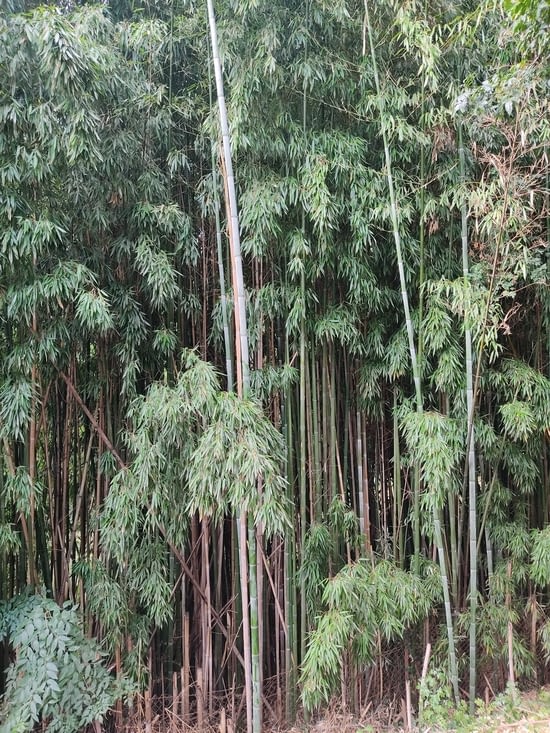 Forêt de bambou