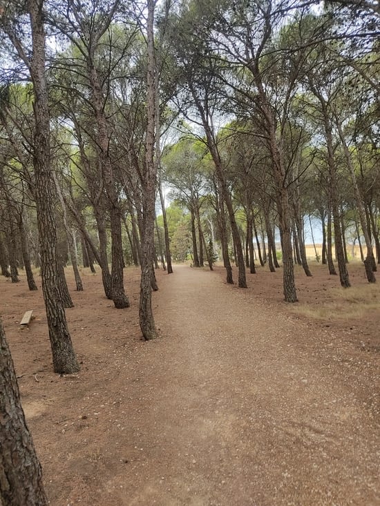Traversée d'une forêt de pins, ça sent bon