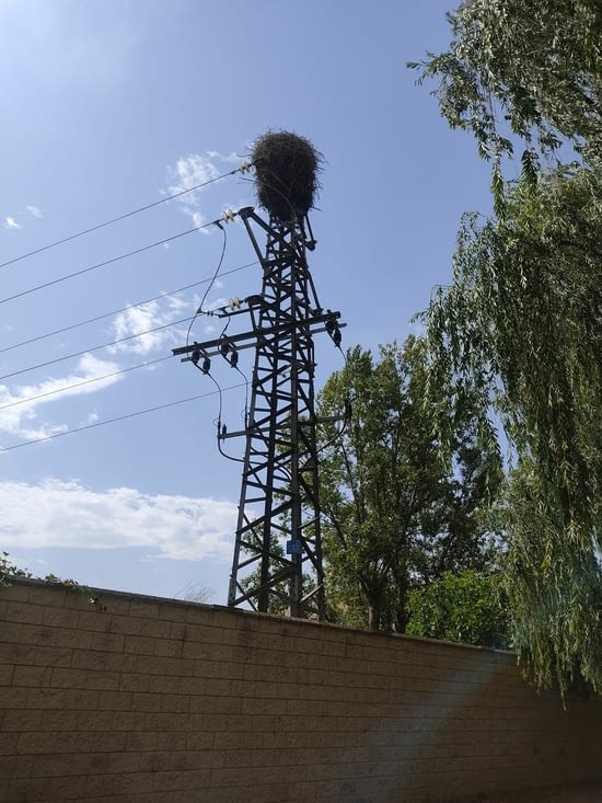 Un nid de cigognes, son occupante s'est envolée