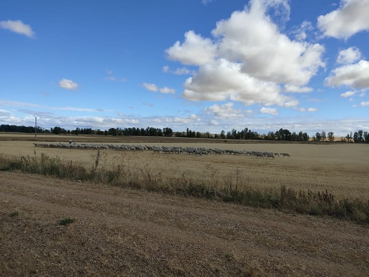 Un berger et ses moutons