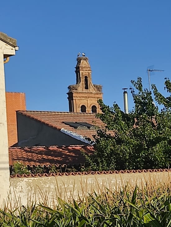 Un couple de cigognes sur le toit de l'église