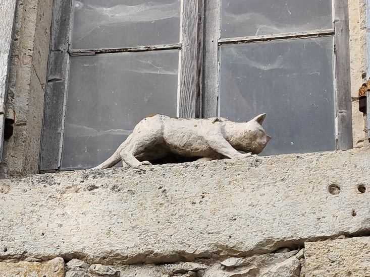 Un des chats de La Romieu