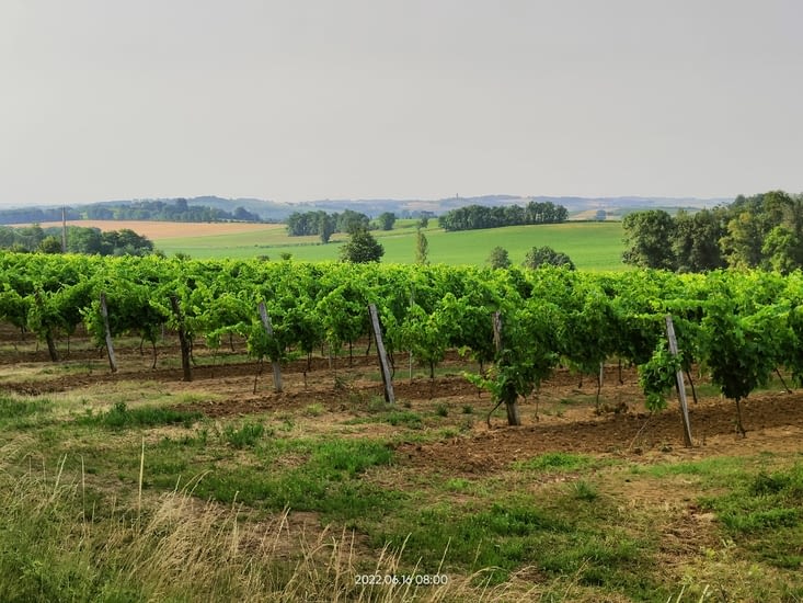 Floc, Armagnac en devenir