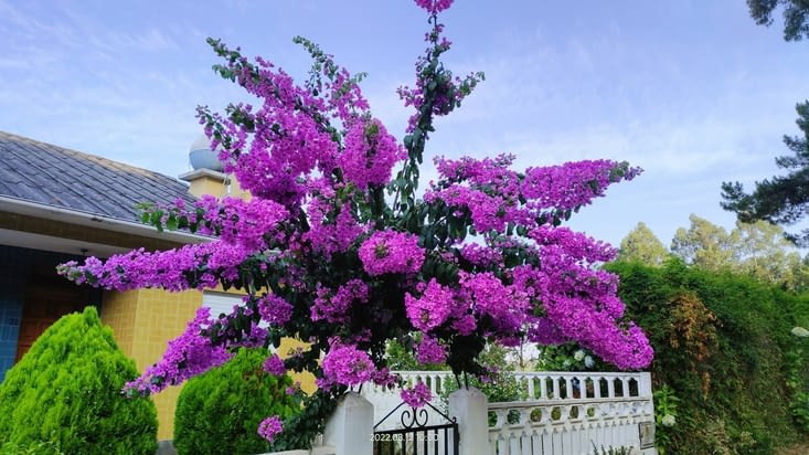 Bougainvilliers