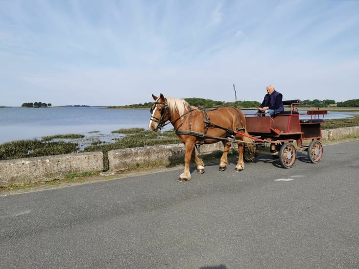Une belle rencontre 🐴