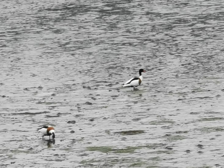 2 beaux tadornes de belon. Ils sont très nombreux dans le Golf.