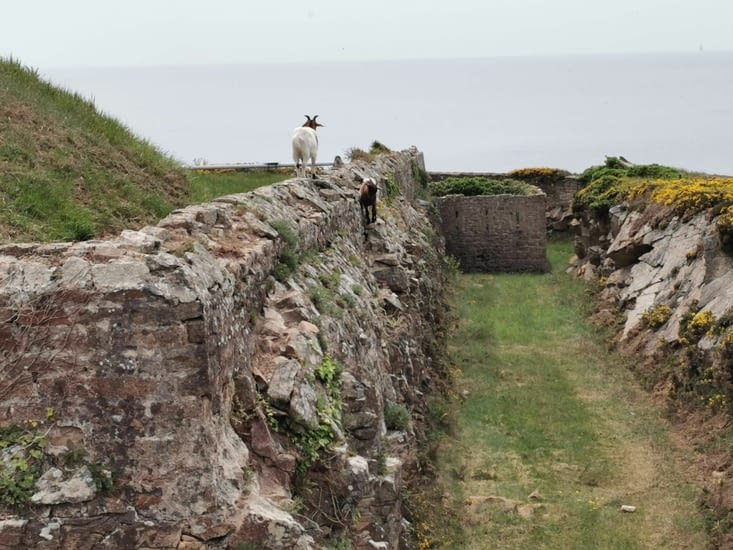 Des chèvres escaladeuses 🐐