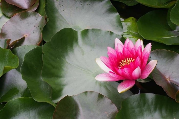 Une belle fleur de Lotus