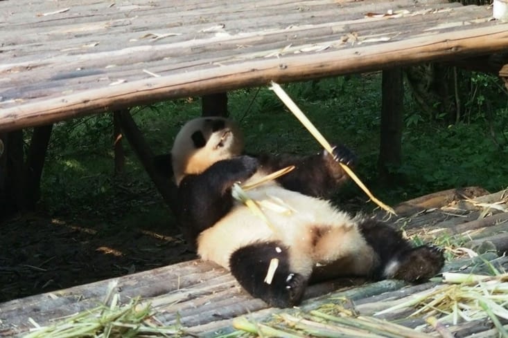 C'est cool la vie de panda....