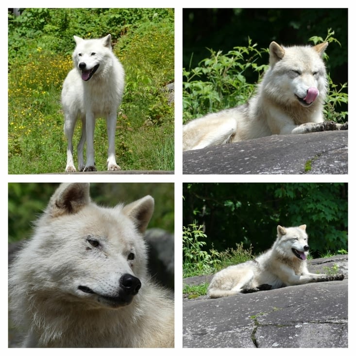 Les magnifiques loups blancs